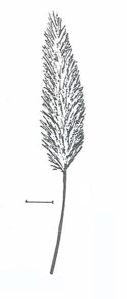 Inflorescence is a reddish open panicle; the shiny, hairy spikelets may be pink, purplish or whitish when old. The pedicels also bear long hairs.