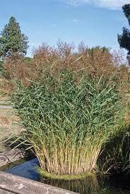 Phragmites australis- common reed Listed as a Class B noxious