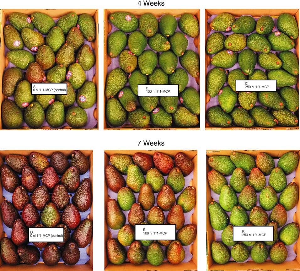 56 A.B. Woolf et al. / Postharvest Biology and Technology 35 (2005) 43 60 Fig. 4. Experiment 3. Effect of 1-MCP on fruit appearance of fruit stored for 4 (top row) and 7 weeks (bottom row) at 5.5 C.