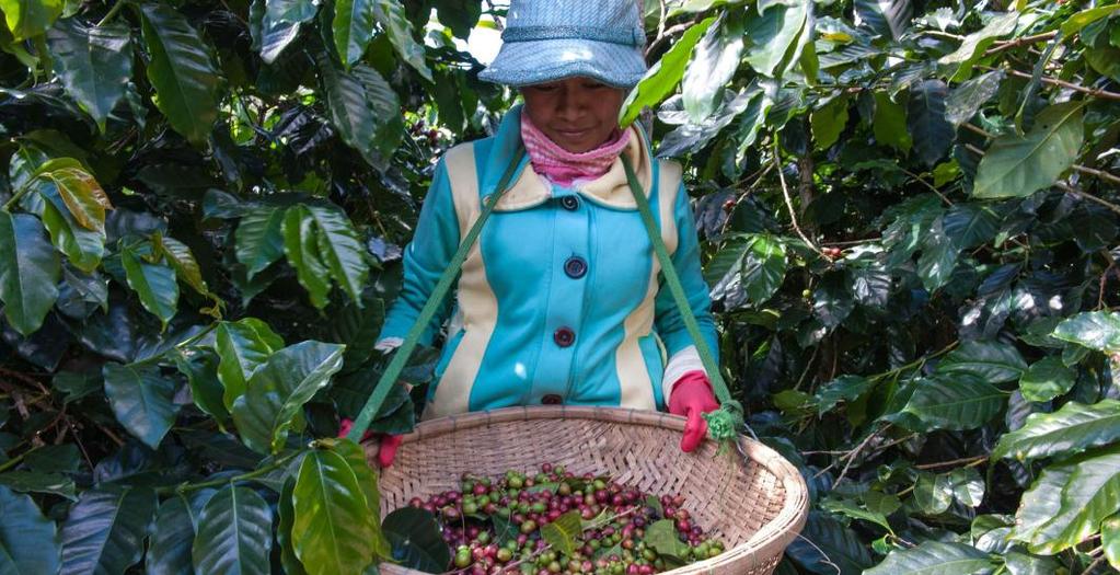 Vietnam is one of the focus countries of the SCP, as the largest producer of Robusta coffee, it accounts for almost 15% of global coffee production.