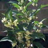 Fragrant Tea Olive Botanical Name : Osmanthus fragrans Garden Highlights : The Fragrant Tea Olive osmanthus in Bed #1E is a replacement for the old