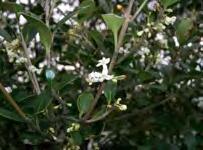 It is a hybridized species that inherited leathery, holly-like dark green foliage from O. heterophyllus and a strong fragrance from Osmanthus fragrans.