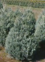 Deep green color. Fast growing. Emerald Arborvitae Height 12 x 4 wide.