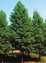Broad pyramidal evergreen will provide brilliant blue foliage all year long.