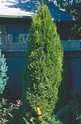 Vanderwolf Pine Pinus Height 30 x 15 wide.