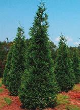 Slower growing, great specimen or accent tree. Bald Cypress Taxodium disticham Height 70 x 30 wide.