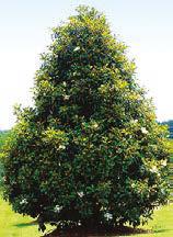 s Grandiflora Height 50 x 40 Spread. Stately evergreen specimen yard tree.