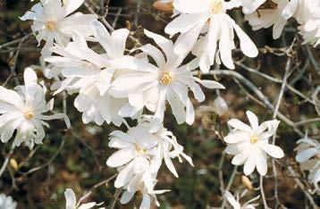 Beautiful star shaped, pure white flowers. Blooms in March/ April.