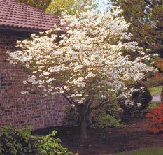 Common Small deciduous tree, grows to 30 tall.