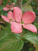Pink Flowering Cornus florida Rubra The orginal with loads of rosy-pink