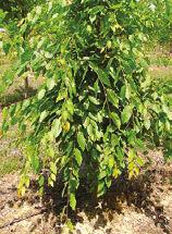 Large Specialty Trees Ginko Height 40-50. Oldest tree around, unusual shape leaf.