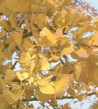Native swamp tree is famed for it s brilliant scarlet-orange fall color which turns in