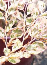 Vibrant fall color, drought tolerant. Scarlet Oak Quercus coccinea Height 50 x 40 Spread.