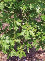 Shade Trees October Glory Height 50-60. Fast growing hardy tree.