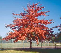 Dark green leaves turn bronze-red in fall. Specimen - focal point in any landscape. Drought tolerant.