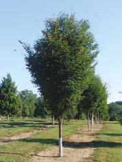 Thick leathery dark green foliage forms a perfect oval crown. Foliage turns orange-scarlet in fall.