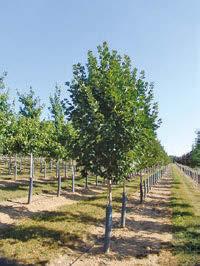 Greenspire Linden Tilia cordata Height 40 x 35 Spread. Large stately lawn shade tree.