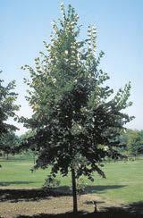 Willow Oak Height 80 x 50 spread. Excellent shade tree. Fast growing, etremely durable. Deep tap root.