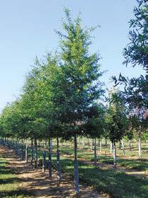 Fast growing, shade or lawn tree. Red Oak Height 50 x 40 spread. Rounded broad form.