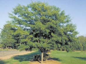 Durable tree - Great specimen or shade tree. Crimson King Grows 30-40 tall.