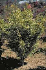 Green Threadleaf Japanese Acer palmatum dissectum veridis Height 15 x 10 Spread.