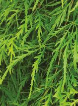Dwarf Green Laceleaf Height 6 x 8 spread. Soft grass green, finely cut leaves all summer.