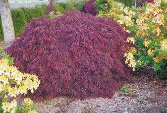 Deep crimson red spring & summer leaf color. Deeply dissected leaves with a full weeping habit.