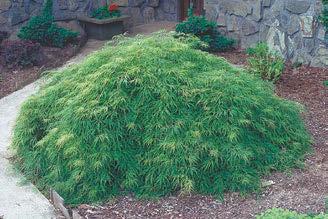 Fast growing ornamental & small shade tree for patio, porch & deck areas.