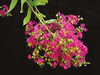 Great clear pink flowers all summer long. Carolina Beauty spread. Upright, vigorous growing tree with dark red flowers.