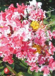 Great small shrub form crape myrtle. Tonto Height 12 x 10 wide.