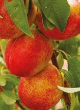 Gold, Sun Glo & more. All of our nectarine varieties are self fruiting.