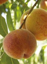 Nectarine Choose from a variety of dwarf, hardy tree varieties.