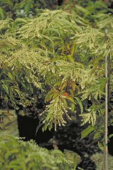 Medium green foliage turns bright red in fall. White flowers in clusters bloom in spring.