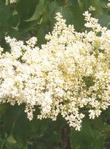 White flowers in spring, deep glossy green foliage all summer.