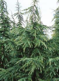 Evergreen Trees Leyland Cypress Height 50 Width 20.