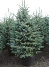 Slow growing, great accent or specimen tree. White Pine Height 70 Width 35.