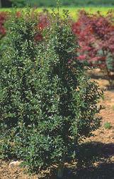 Great screening or accent tree. Will grow in partial shade.