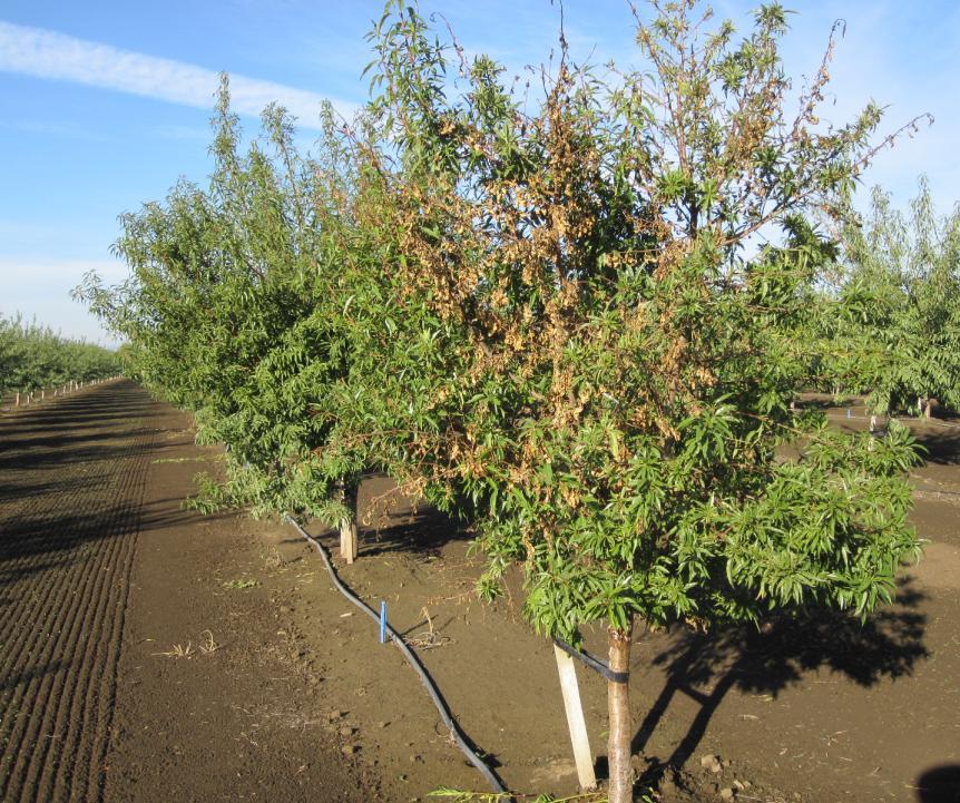 Verticillum Wilt Management Don t prune in it out As the infection slows in the heat of summer