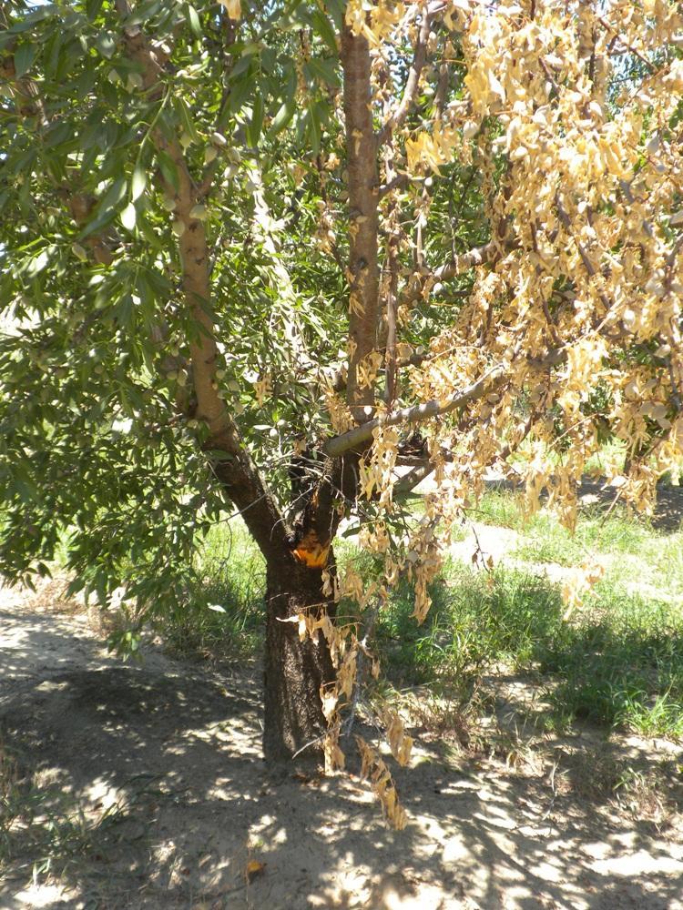 Scaffold Issues within Orchards Scaffold Pathogens: Known: Ceratocystis Canker Band Canker Aerial Phytophthora