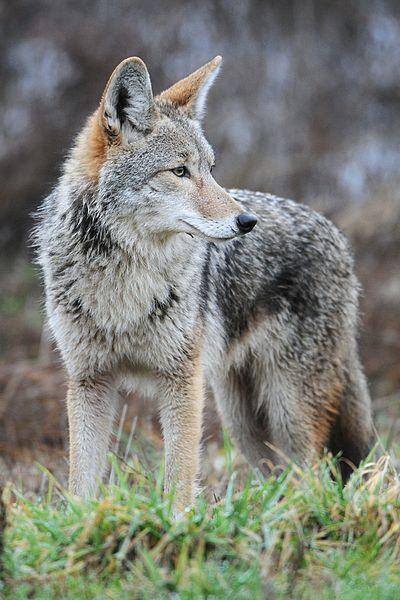 Coyote Canis latrans (barking dog) Range expansion since human encroachment Travel 12