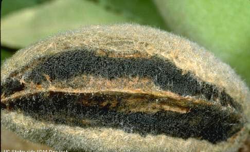 Tan spores, inside or outside hull