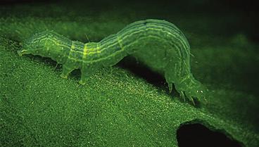 Up to 1½ inches long; pale green with light stripe down back; doubles up or loops when it crawls; chews leaves.