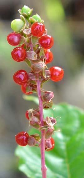Pigeon-berry, Rougeplant, Bloodberry named for its low-growing,