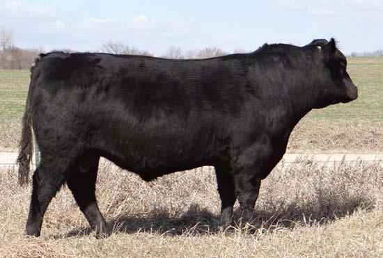 89 +.025 ADG: 4.64. Another Cash x Juneau 044 calf that should calve easy and performance should be excellent. Great feet and leg structure will go a long way to improving longevity.