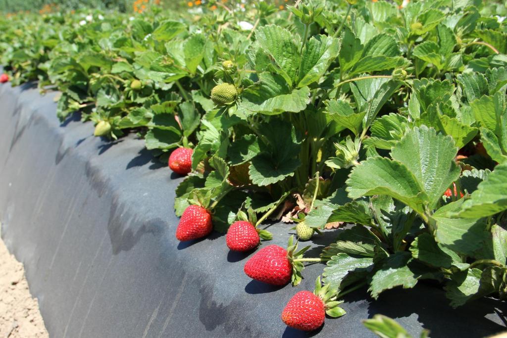Strawberries Ranked 5 in California at a crop value of $2.