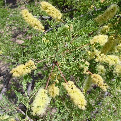 Acacia greggii Catclaw Acacia Duration: Perennial, Deciduous Growth Habit: Tree, Shrub Habitat: Desert, Upland, Riparian Flower Color: Pale yellow, Cream Flowering Season: