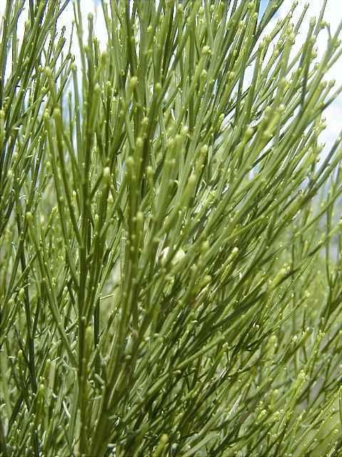 Baccharis sarothroides Desert broom Duration: Perennial, Evergreen Growth Habit: Shrub Habitat: Desert, Upland, Riparian.