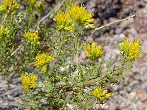 Isocoma tenuisecta Burroweed Duration: Perennial Growth Habit: Subshrub, Herb/Forb Habitat: Desert, Upland.