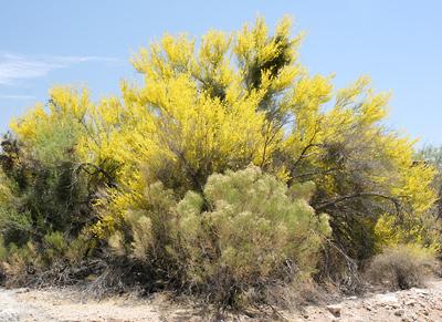 It commonly grows in desert washes. Flower Color: Bright yellow Flowering Season: Spring Height: To 30 feet (9.