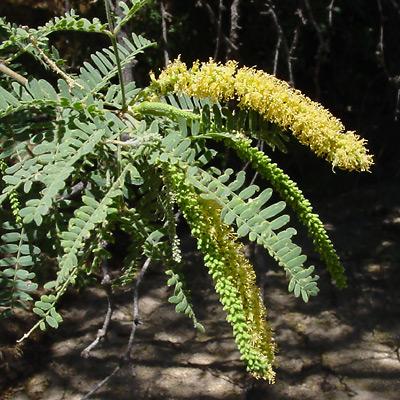 Velvet Mesquites grow taller in areas with more water, and along washes and rivers, they can form dense, shady riparian woodlands known as mesquite